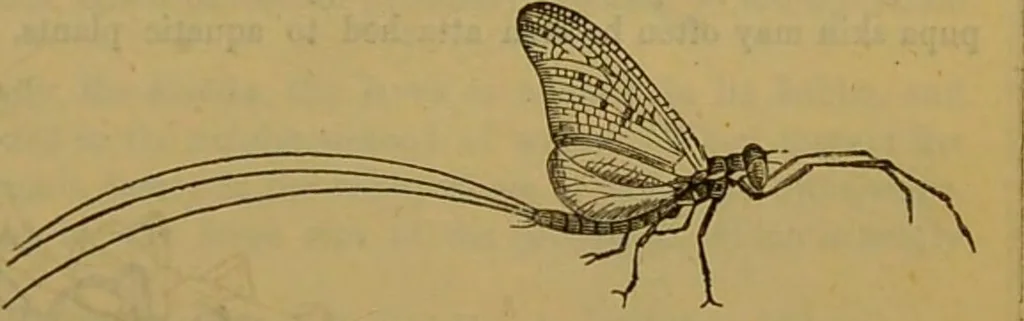 An illustration from A natural history of the animal kingdom : being a systematic and popular description of the habits, structure, and classification of animals, from the lowest to the highest forms. Arranged according to their organisation / by W. S. Dallas., 1860, leaf 189