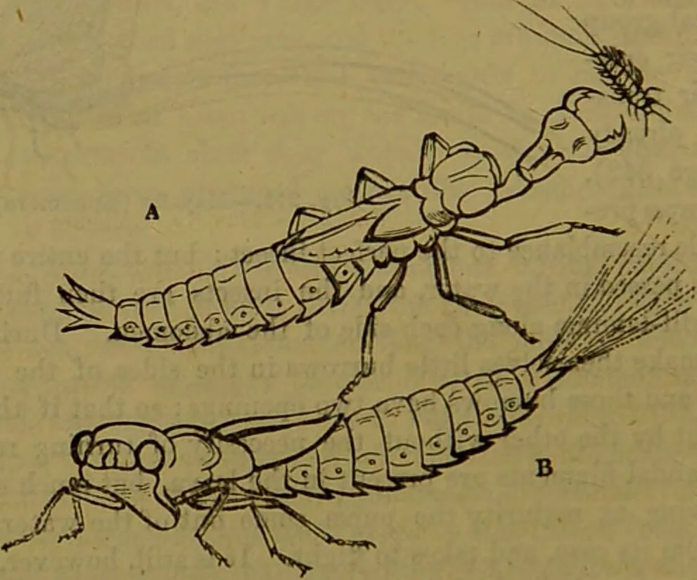 An illustration from A natural history of the animal kingdom : being a systematic and popular description of the habits, structure, and classification of animals, from the lowest to the highest forms. Arranged according to their organisation / by W. S. Dallas., 1860, leaf 190