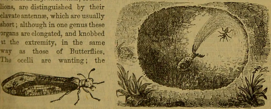 An illustration from A natural history of the animal kingdom : being a systematic and popular description of the habits, structure, and classification of animals, from the lowest to the highest forms. Arranged according to their organisation / by W. S. Dallas., 1860, leaf 191