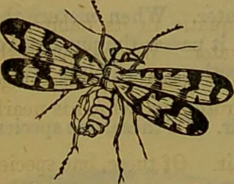 An illustration from A natural history of the animal kingdom : being a systematic and popular description of the habits, structure, and classification of animals, from the lowest to the highest forms. Arranged according to their organisation / by W. S. Dallas., 1860, leaf 192