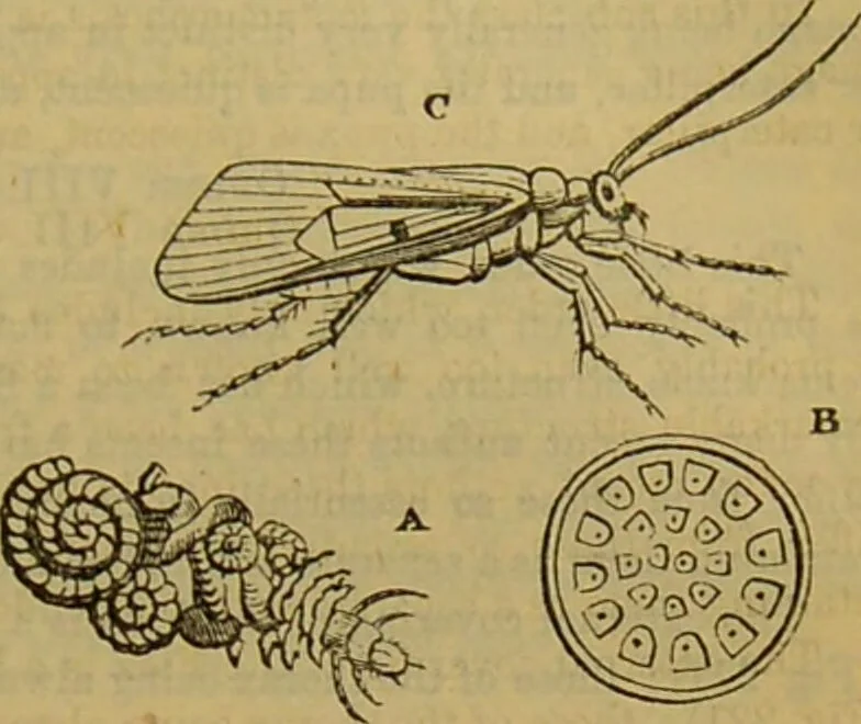 An illustration from A natural history of the animal kingdom : being a systematic and popular description of the habits, structure, and classification of animals, from the lowest to the highest forms. Arranged according to their organisation / by W. S. Dallas., 1860, leaf 193