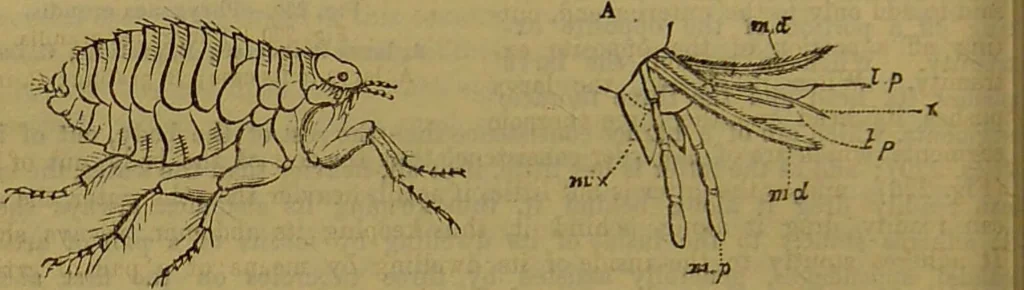 An illustration from A natural history of the animal kingdom : being a systematic and popular description of the habits, structure, and classification of animals, from the lowest to the highest forms. Arranged according to their organisation / by W. S. Dallas., 1860, leaf 194