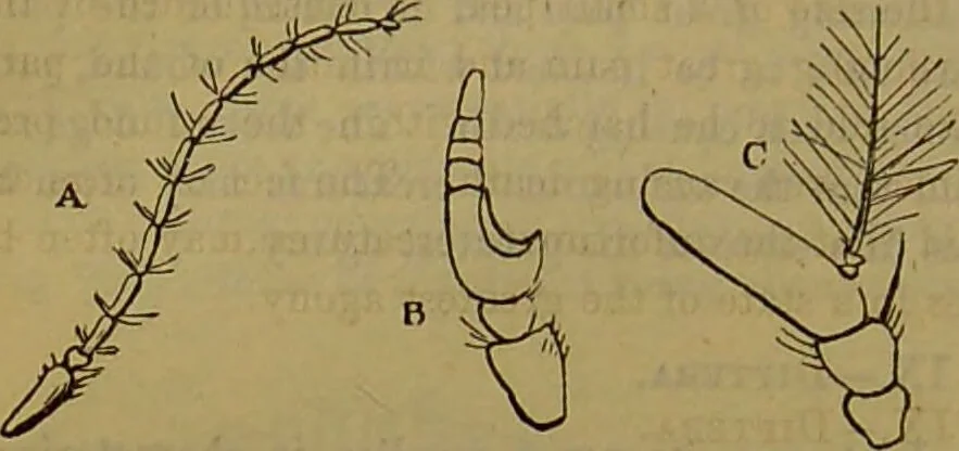 An illustration from A natural history of the animal kingdom : being a systematic and popular description of the habits, structure, and classification of animals, from the lowest to the highest forms. Arranged according to their organisation / by W. S. Dallas., 1860, leaf 196