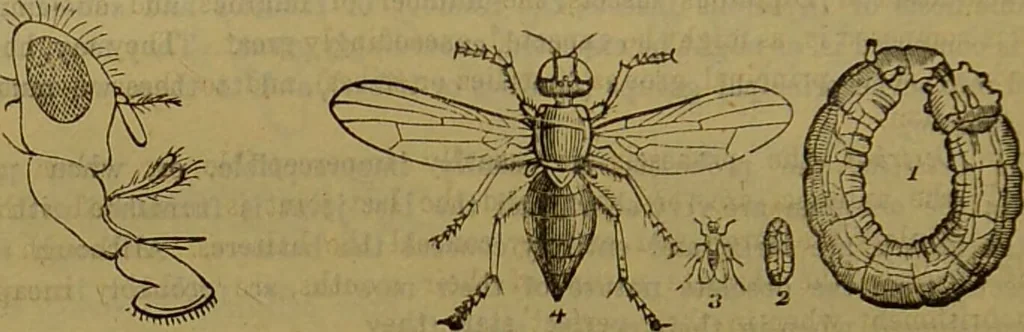An illustration from A natural history of the animal kingdom : being a systematic and popular description of the habits, structure, and classification of animals, from the lowest to the highest forms. Arranged according to their organisation / by W. S. Dallas., 1860, leaf 198