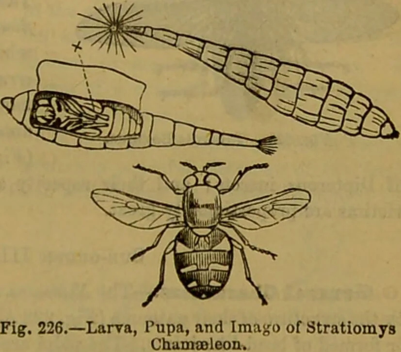 An illustration from A natural history of the animal kingdom : being a systematic and popular description of the habits, structure, and classification of animals, from the lowest to the highest forms. Arranged according to their organisation / by W. S. Dallas., 1860, leaf 199