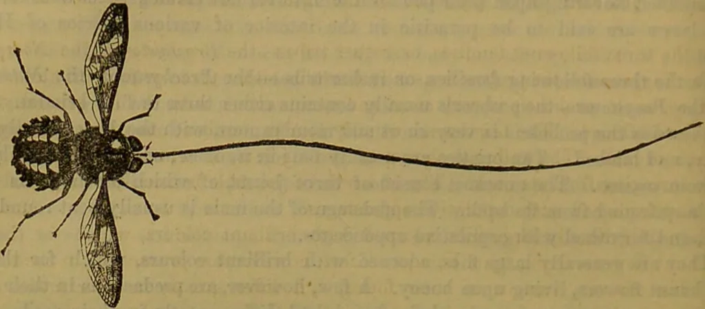 An illustration from A natural history of the animal kingdom : being a systematic and popular description of the habits, structure, and classification of animals, from the lowest to the highest forms. Arranged according to their organisation / by W. S. Dallas., 1860, leaf 200