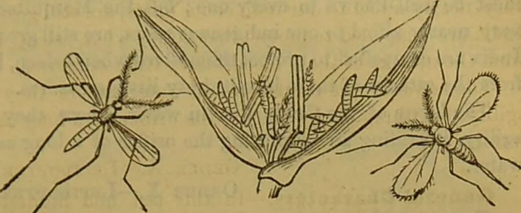 An illustration from A natural history of the animal kingdom : being a systematic and popular description of the habits, structure, and classification of animals, from the lowest to the highest forms. Arranged according to their organisation / by W. S. Dallas., 1860, leaf 201
