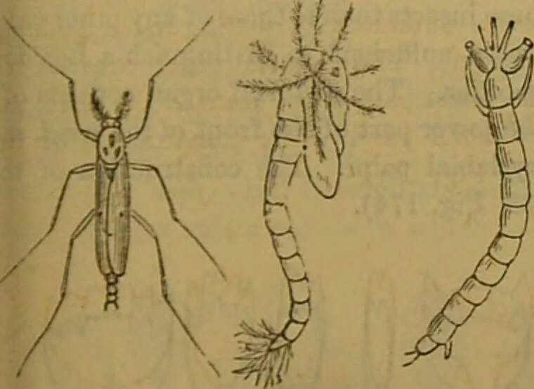 An illustration from A natural history of the animal kingdom : being a systematic and popular description of the habits, structure, and classification of animals, from the lowest to the highest forms. Arranged according to their organisation / by W. S. Dallas., 1860, leaf 201