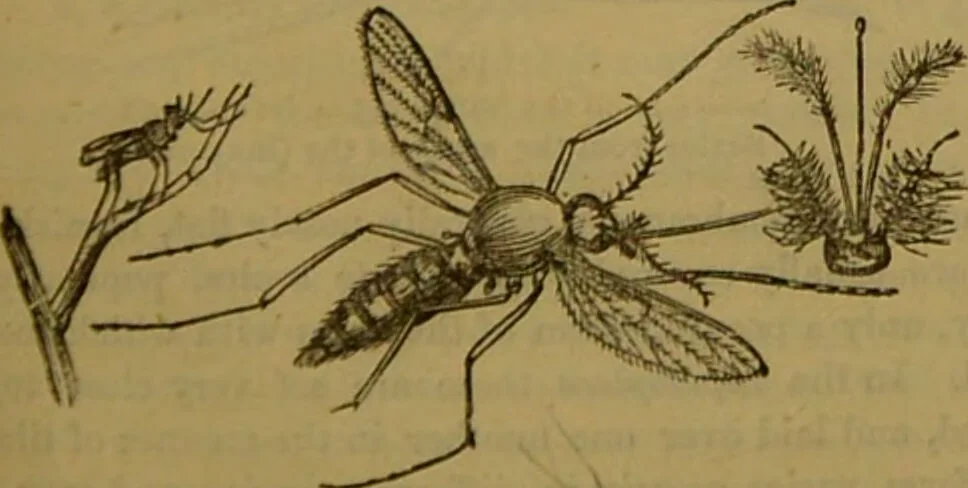 An illustration from A natural history of the animal kingdom : being a systematic and popular description of the habits, structure, and classification of animals, from the lowest to the highest forms. Arranged according to their organisation / by W. S. Dallas., 1860, leaf 201
