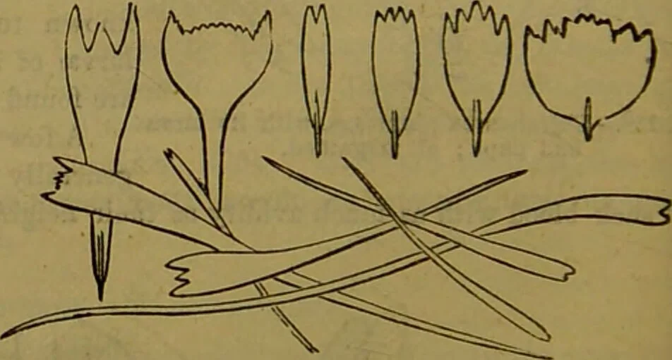 An illustration from A natural history of the animal kingdom : being a systematic and popular description of the habits, structure, and classification of animals, from the lowest to the highest forms. Arranged according to their organisation / by W. S. Dallas., 1860, leaf 202