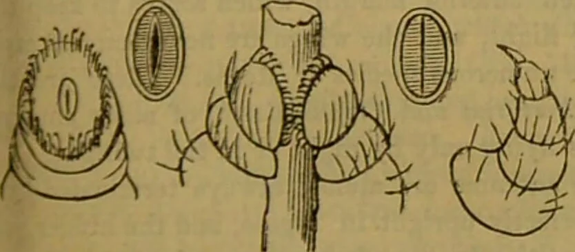 An illustration from A natural history of the animal kingdom : being a systematic and popular description of the habits, structure, and classification of animals, from the lowest to the highest forms. Arranged according to their organisation / by W. S. Dallas., 1860, leaf 203