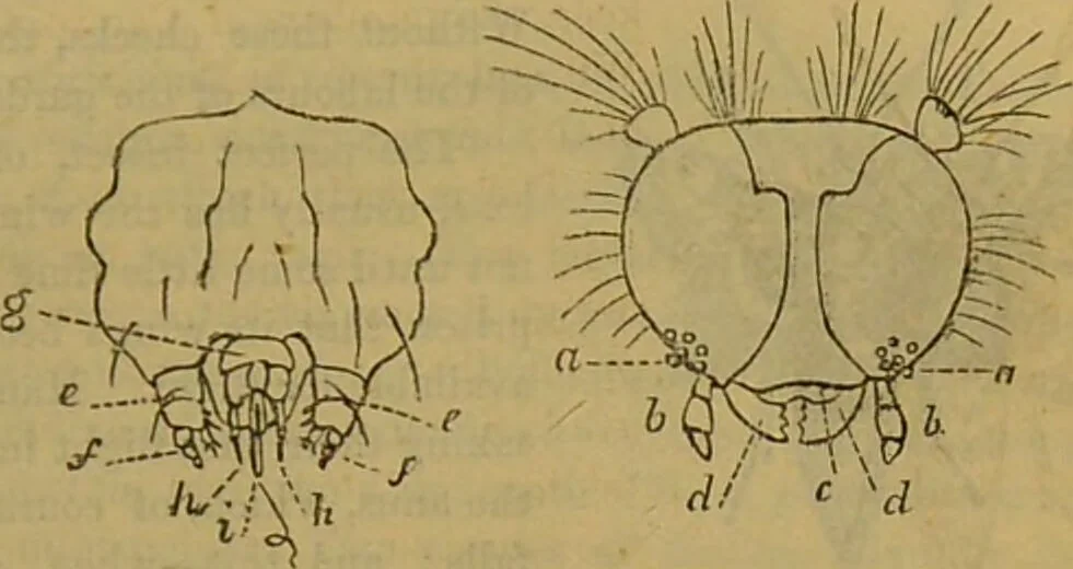 An illustration from A natural history of the animal kingdom : being a systematic and popular description of the habits, structure, and classification of animals, from the lowest to the highest forms. Arranged according to their organisation / by W. S. Dallas., 1860, leaf 203