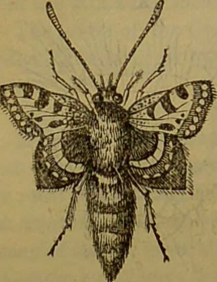 An illustration from A natural history of the animal kingdom : being a systematic and popular description of the habits, structure, and classification of animals, from the lowest to the highest forms. Arranged according to their organisation / by W. S. Dallas., 1860, leaf 204