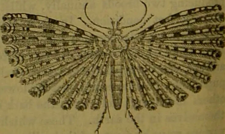 An illustration from A natural history of the animal kingdom : being a systematic and popular description of the habits, structure, and classification of animals, from the lowest to the highest forms. Arranged according to their organisation / by W. S. Dallas., 1860, leaf 204