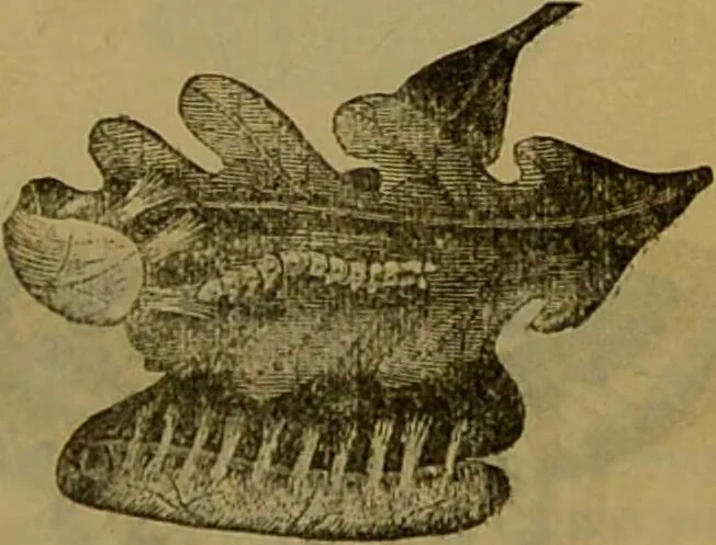 An illustration from A natural history of the animal kingdom : being a systematic and popular description of the habits, structure, and classification of animals, from the lowest to the highest forms. Arranged according to their organisation / by W. S. Dallas., 1860, leaf 205
