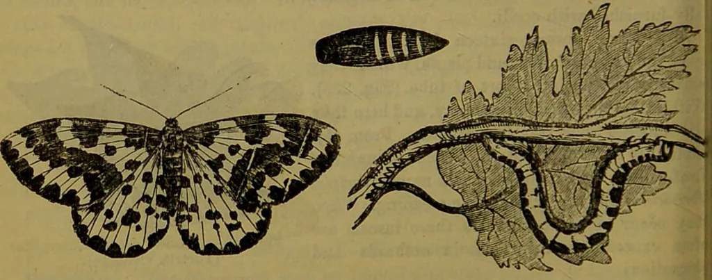 An illustration from A natural history of the animal kingdom : being a systematic and popular description of the habits, structure, and classification of animals, from the lowest to the highest forms. Arranged according to their organisation / by W. S. Dallas., 1860, leaf 206