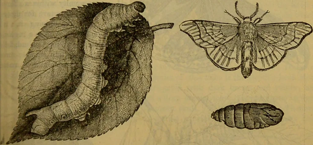 An illustration from A natural history of the animal kingdom : being a systematic and popular description of the habits, structure, and classification of animals, from the lowest to the highest forms. Arranged according to their organisation / by W. S. Dallas., 1860, leaf 207