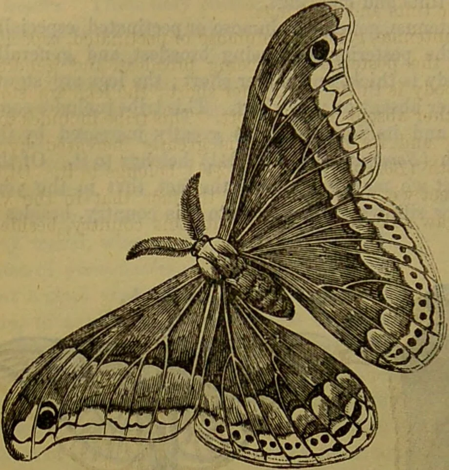 An illustration from A natural history of the animal kingdom : being a systematic and popular description of the habits, structure, and classification of animals, from the lowest to the highest forms. Arranged according to their organisation / by W. S. Dallas., 1860, leaf 208