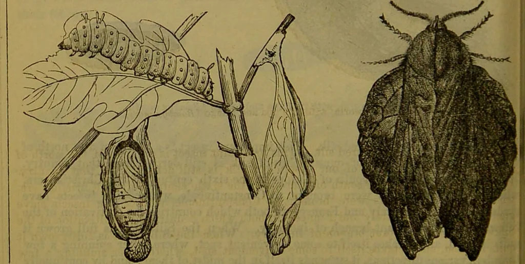 An illustration from A natural history of the animal kingdom : being a systematic and popular description of the habits, structure, and classification of animals, from the lowest to the highest forms. Arranged according to their organisation / by W. S. Dallas., 1860, leaf 208