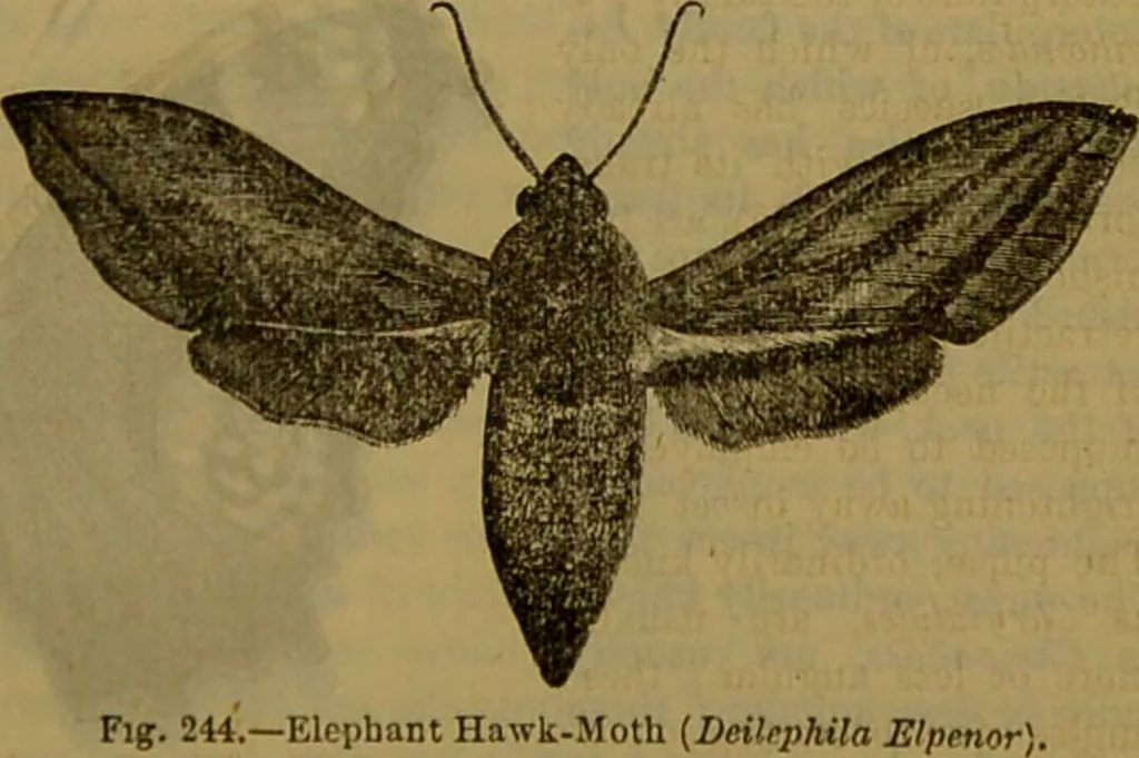 An illustration from A natural history of the animal kingdom : being a systematic and popular description of the habits, structure, and classification of animals, from the lowest to the highest forms. Arranged according to their organisation / by W. S. Dallas., 1860, leaf 209