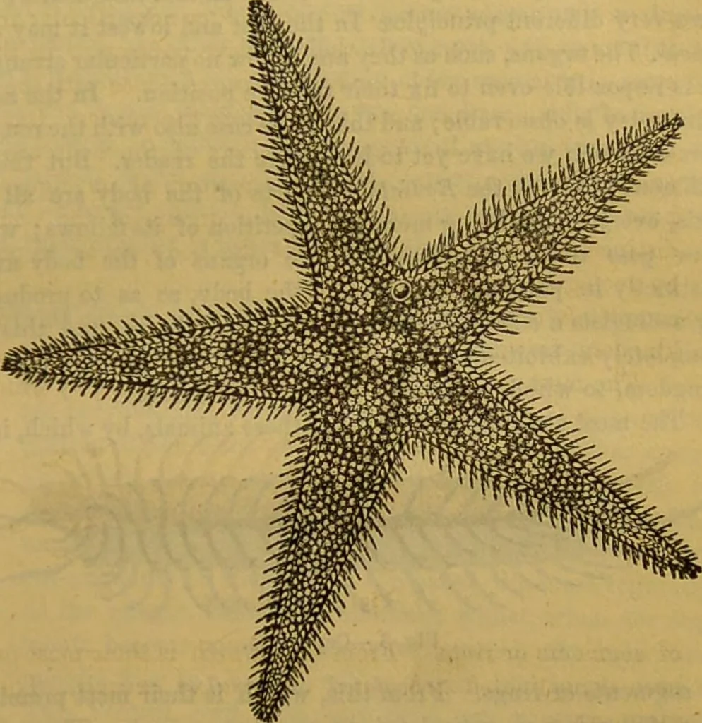An illustration from A natural history of the animal kingdom : being a systematic and popular description of the habits, structure, and classification of animals, from the lowest to the highest forms. Arranged according to their organisation / by W. S. Dallas., 1860, leaf 21