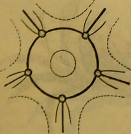 An illustration from A natural history of the animal kingdom : being a systematic and popular description of the habits, structure, and classification of animals, from the lowest to the highest forms. Arranged according to their organisation / by W. S. Dallas., 1860, leaf 21