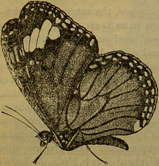 An illustration from A natural history of the animal kingdom : being a systematic and popular description of the habits, structure, and classification of animals, from the lowest to the highest forms. Arranged according to their organisation / by W. S. Dallas., 1860, leaf 210