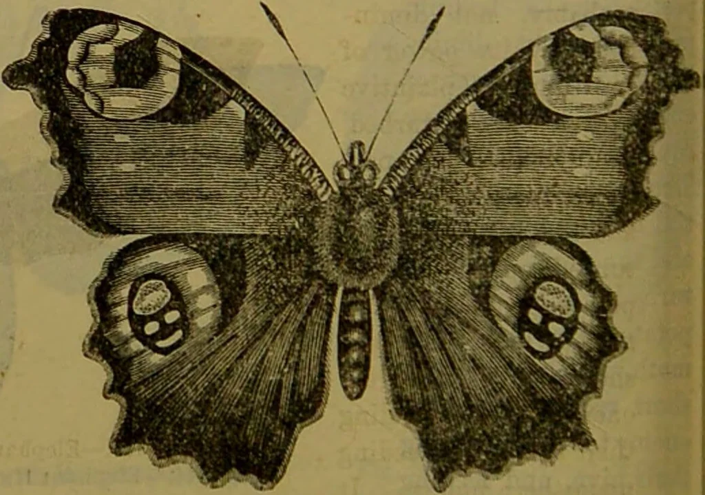 An illustration from A natural history of the animal kingdom : being a systematic and popular description of the habits, structure, and classification of animals, from the lowest to the highest forms. Arranged according to their organisation / by W. S. Dallas., 1860, leaf 210