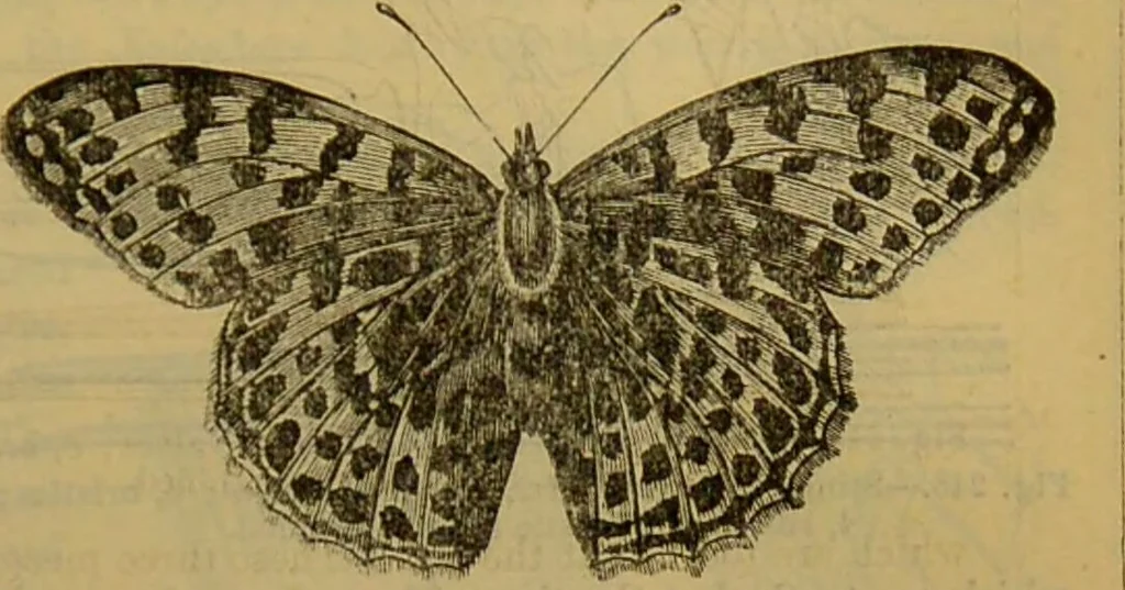 An illustration from A natural history of the animal kingdom : being a systematic and popular description of the habits, structure, and classification of animals, from the lowest to the highest forms. Arranged according to their organisation / by W. S. Dallas., 1860, leaf 211