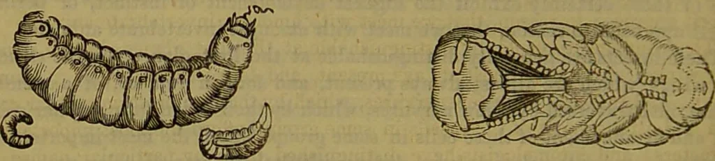 An illustration from A natural history of the animal kingdom : being a systematic and popular description of the habits, structure, and classification of animals, from the lowest to the highest forms. Arranged according to their organisation / by W. S. Dallas., 1860, leaf 212