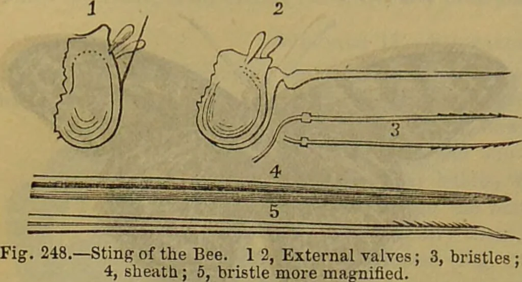 An illustration from A natural history of the animal kingdom : being a systematic and popular description of the habits, structure, and classification of animals, from the lowest to the highest forms. Arranged according to their organisation / by W. S. Dallas., 1860, leaf 212