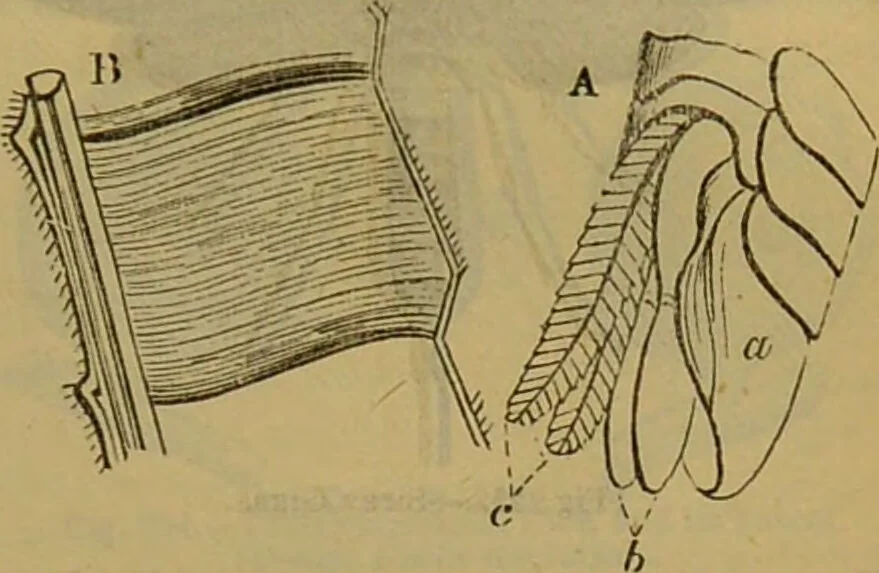An illustration from A natural history of the animal kingdom : being a systematic and popular description of the habits, structure, and classification of animals, from the lowest to the highest forms. Arranged according to their organisation / by W. S. Dallas., 1860, leaf 213