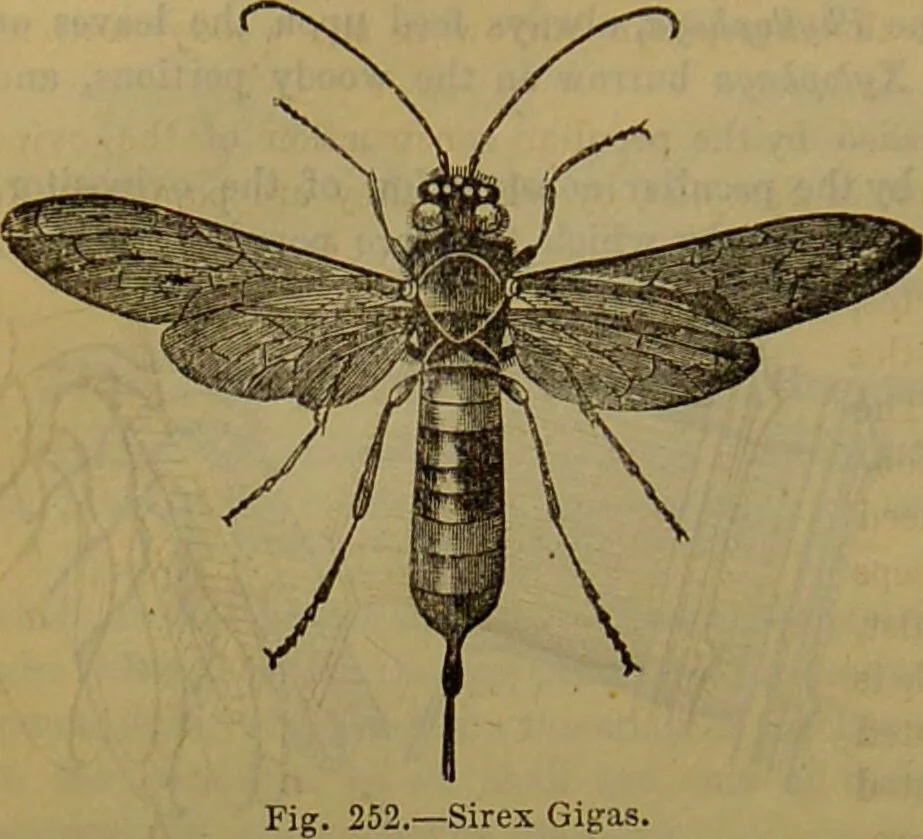 An illustration from A natural history of the animal kingdom : being a systematic and popular description of the habits, structure, and classification of animals, from the lowest to the highest forms. Arranged according to their organisation / by W. S. Dallas., 1860, leaf 214