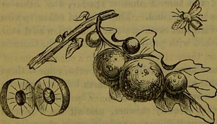 An illustration from A natural history of the animal kingdom : being a systematic and popular description of the habits, structure, and classification of animals, from the lowest to the highest forms. Arranged according to their organisation / by W. S. Dallas., 1860, leaf 214