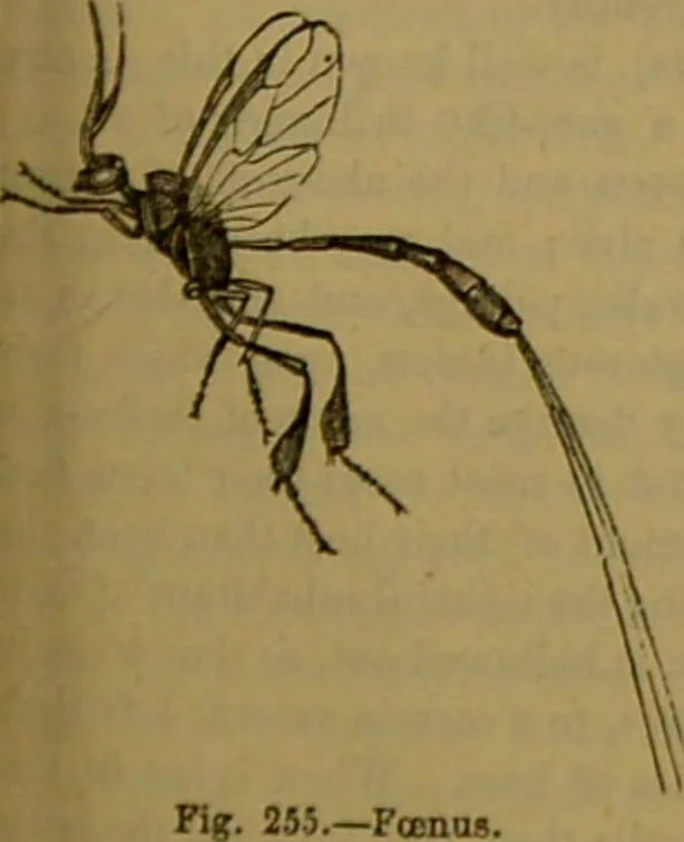 An illustration from A natural history of the animal kingdom : being a systematic and popular description of the habits, structure, and classification of animals, from the lowest to the highest forms. Arranged according to their organisation / by W. S. Dallas., 1860, leaf 215