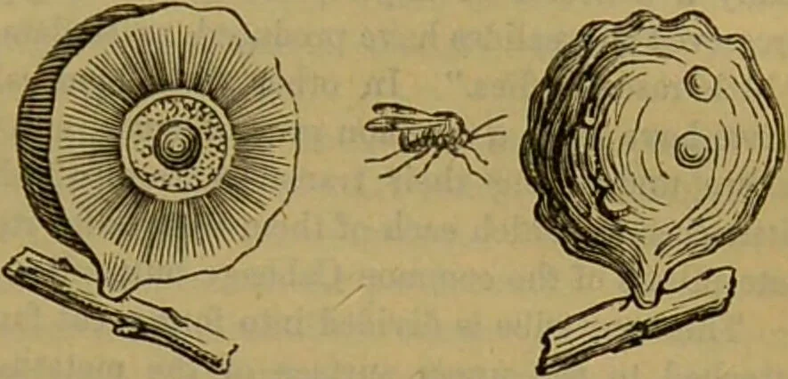 An illustration from A natural history of the animal kingdom : being a systematic and popular description of the habits, structure, and classification of animals, from the lowest to the highest forms. Arranged according to their organisation / by W. S. Dallas., 1860, leaf 215