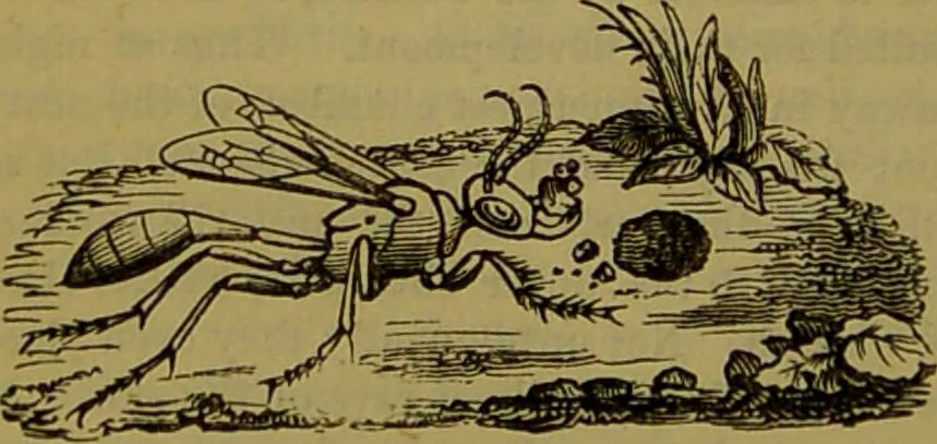 An illustration from A natural history of the animal kingdom : being a systematic and popular description of the habits, structure, and classification of animals, from the lowest to the highest forms. Arranged according to their organisation / by W. S. Dallas., 1860, leaf 218