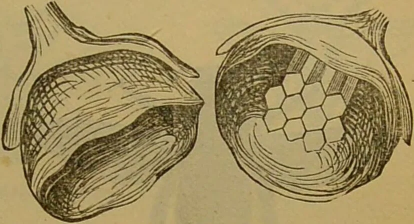 An illustration from A natural history of the animal kingdom : being a systematic and popular description of the habits, structure, and classification of animals, from the lowest to the highest forms. Arranged according to their organisation / by W. S. Dallas., 1860, leaf 219