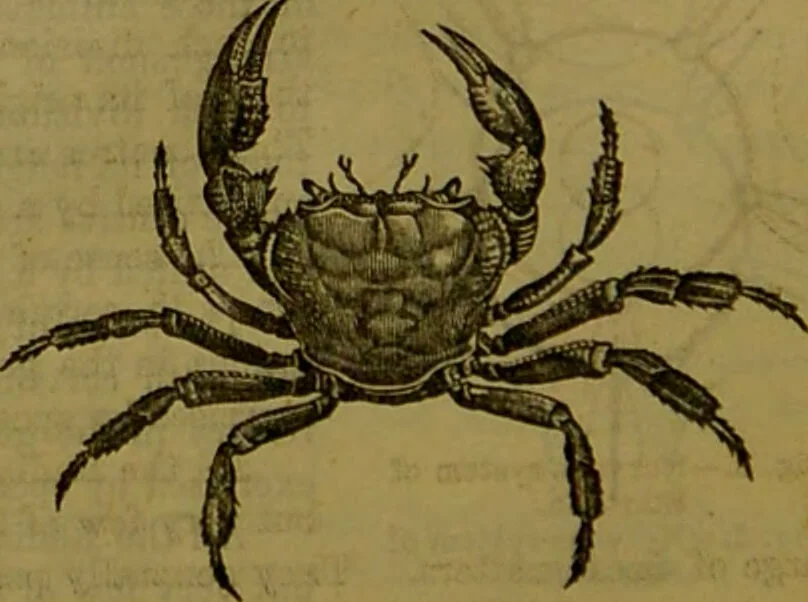 An illustration from A natural history of the animal kingdom : being a systematic and popular description of the habits, structure, and classification of animals, from the lowest to the highest forms. Arranged according to their organisation / by W. S. Dallas., 1860, leaf 22