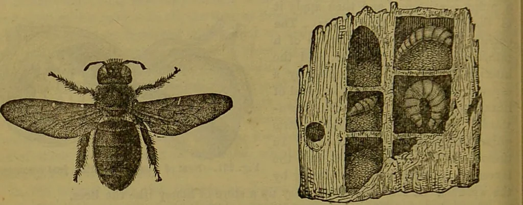 An illustration from A natural history of the animal kingdom : being a systematic and popular description of the habits, structure, and classification of animals, from the lowest to the highest forms. Arranged according to their organisation / by W. S. Dallas., 1860, leaf 220