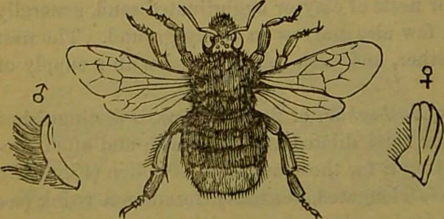 An illustration from A natural history of the animal kingdom : being a systematic and popular description of the habits, structure, and classification of animals, from the lowest to the highest forms. Arranged according to their organisation / by W. S. Dallas., 1860, leaf 220