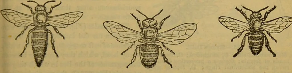 An illustration from A natural history of the animal kingdom : being a systematic and popular description of the habits, structure, and classification of animals, from the lowest to the highest forms. Arranged according to their organisation / by W. S. Dallas., 1860, leaf 221