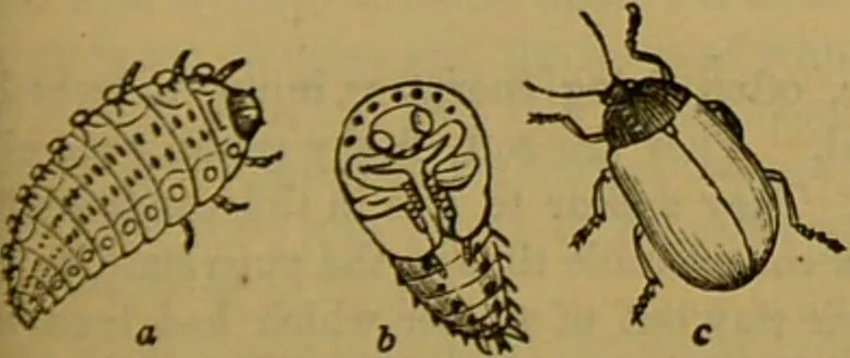 An illustration from A natural history of the animal kingdom : being a systematic and popular description of the habits, structure, and classification of animals, from the lowest to the highest forms. Arranged according to their organisation / by W. S. Dallas., 1860, leaf 225