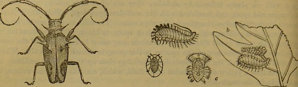 An illustration from A natural history of the animal kingdom : being a systematic and popular description of the habits, structure, and classification of animals, from the lowest to the highest forms. Arranged according to their organisation / by W. S. Dallas., 1860, leaf 226