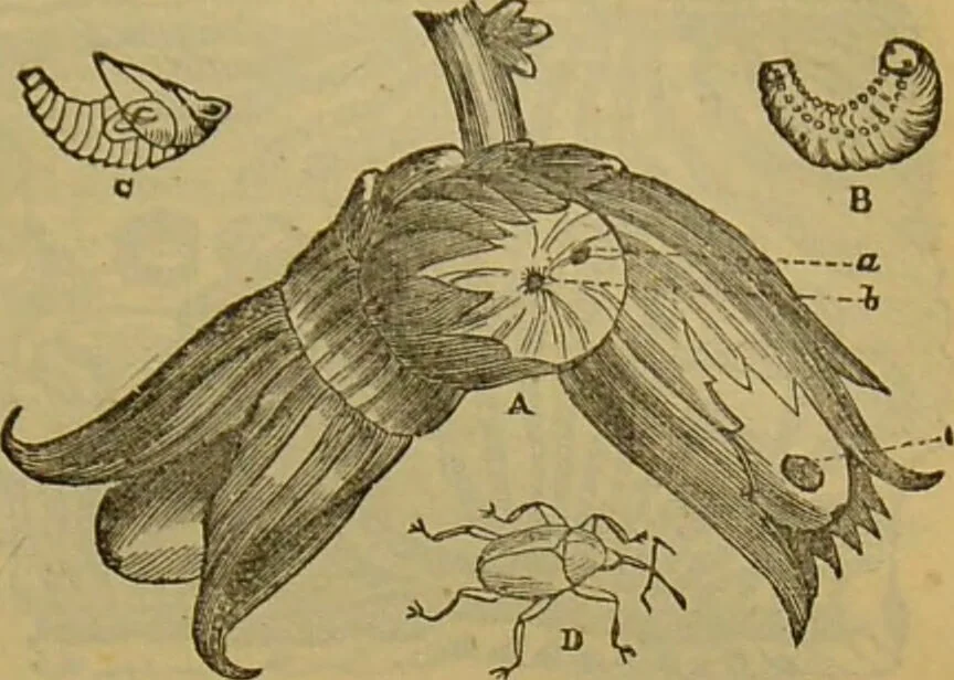 An illustration from A natural history of the animal kingdom : being a systematic and popular description of the habits, structure, and classification of animals, from the lowest to the highest forms. Arranged according to their organisation / by W. S. Dallas., 1860, leaf 227