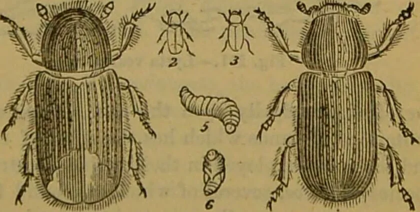 An illustration from A natural history of the animal kingdom : being a systematic and popular description of the habits, structure, and classification of animals, from the lowest to the highest forms. Arranged according to their organisation / by W. S. Dallas., 1860, leaf 227