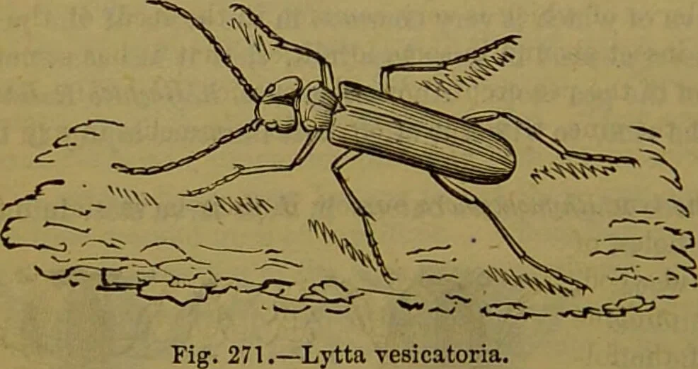 An illustration from A natural history of the animal kingdom : being a systematic and popular description of the habits, structure, and classification of animals, from the lowest to the highest forms. Arranged according to their organisation / by W. S. Dallas., 1860, leaf 228