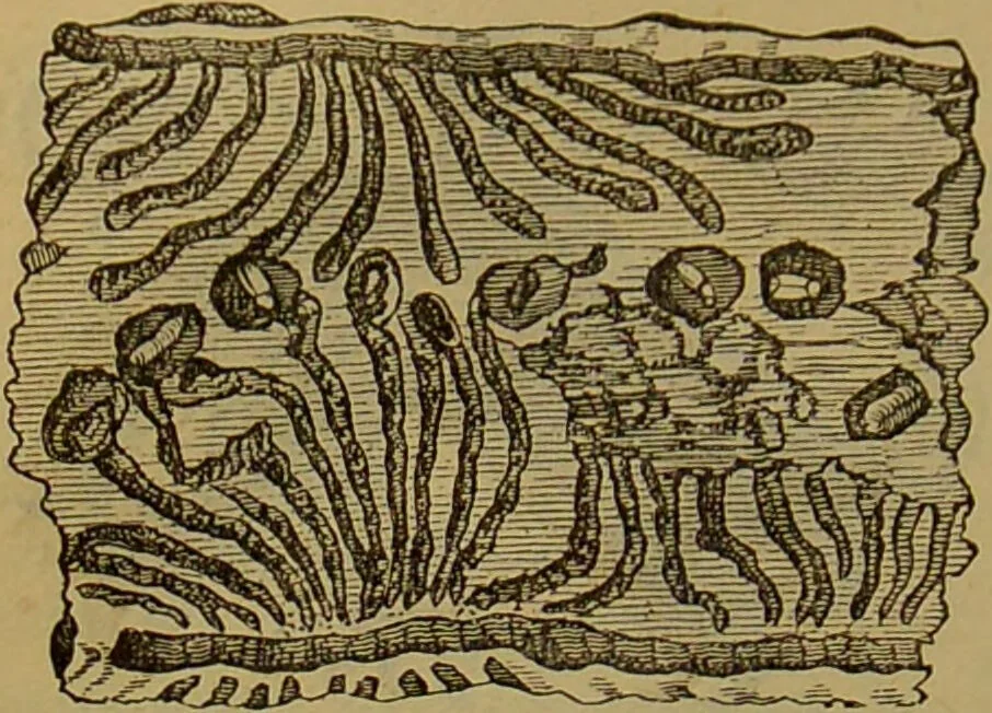 An illustration from A natural history of the animal kingdom : being a systematic and popular description of the habits, structure, and classification of animals, from the lowest to the highest forms. Arranged according to their organisation / by W. S. Dallas., 1860, leaf 228