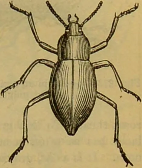 An illustration from A natural history of the animal kingdom : being a systematic and popular description of the habits, structure, and classification of animals, from the lowest to the highest forms. Arranged according to their organisation / by W. S. Dallas., 1860, leaf 229