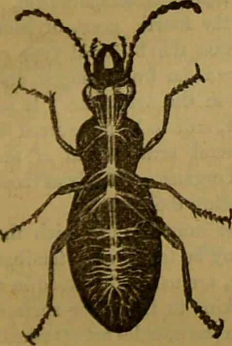 An illustration from A natural history of the animal kingdom : being a systematic and popular description of the habits, structure, and classification of animals, from the lowest to the highest forms. Arranged according to their organisation / by W. S. Dallas., 1860, leaf 23